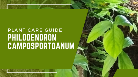 Plant Care Guide: Philodendron Camposportoanum