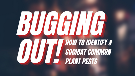 Bugging Out! How to Identify & Combat Common Plant Pests