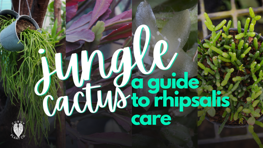 Jungle Cactus: A Comprehensive Guide to Growing and Caring for Rhipsalis