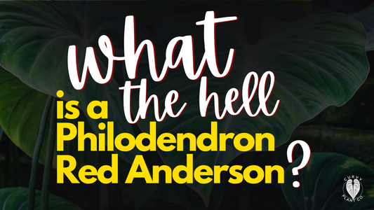 What the hell is a Philodendron Red Anderson?