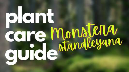 Plant Care Guide: Monstera Standleyana