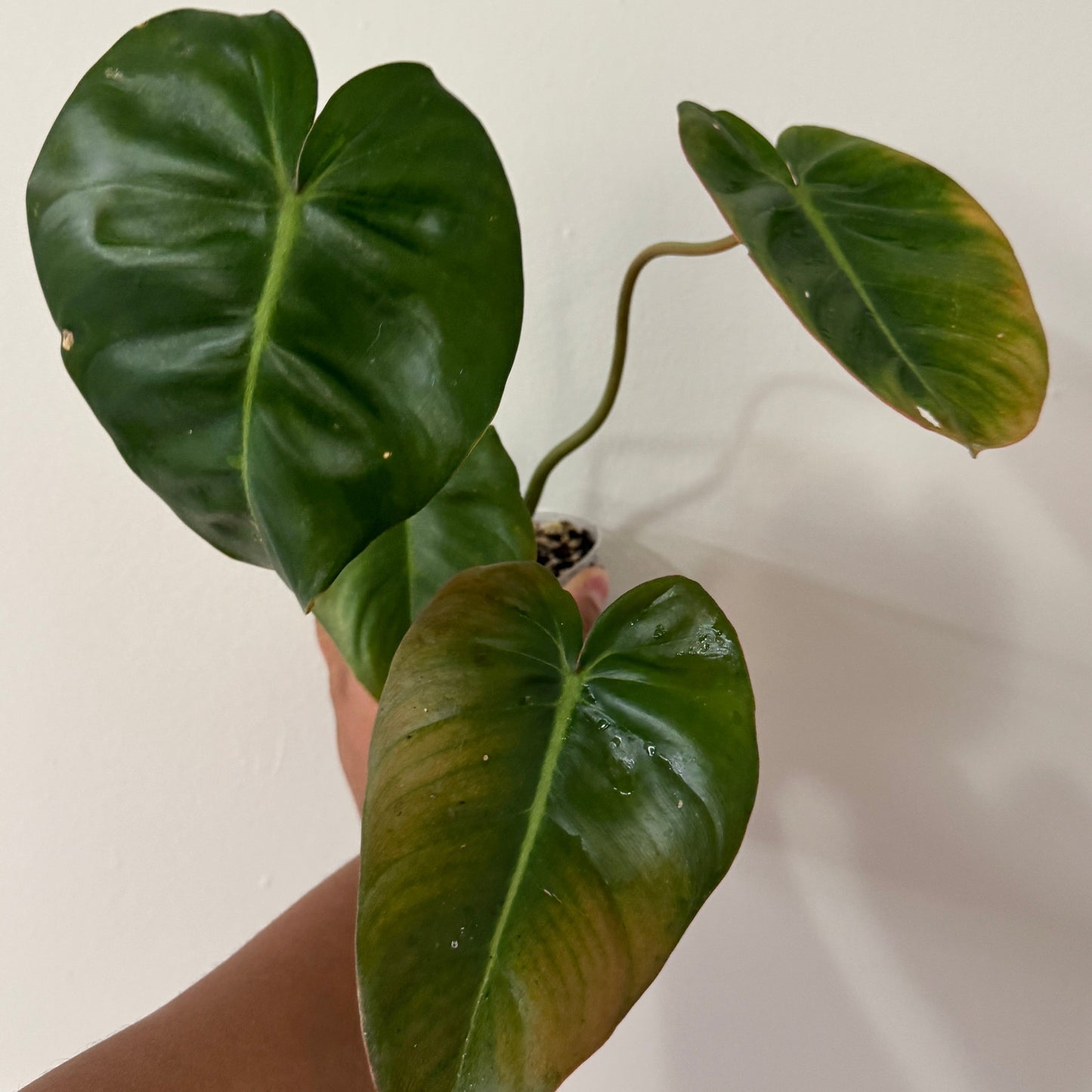 Philodendron Billienum (billiatiae x pastazanum)