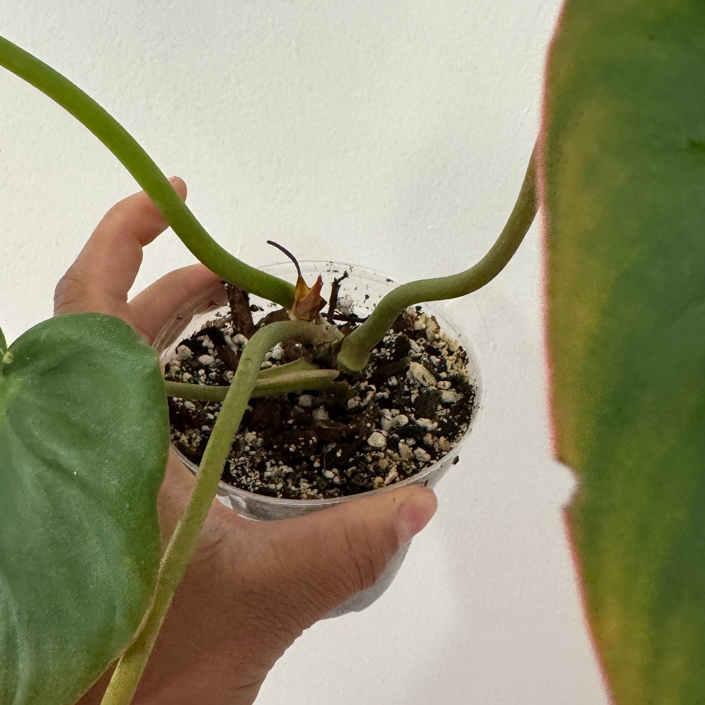 Philodendron Billienum (billiatiae x pastazanum)