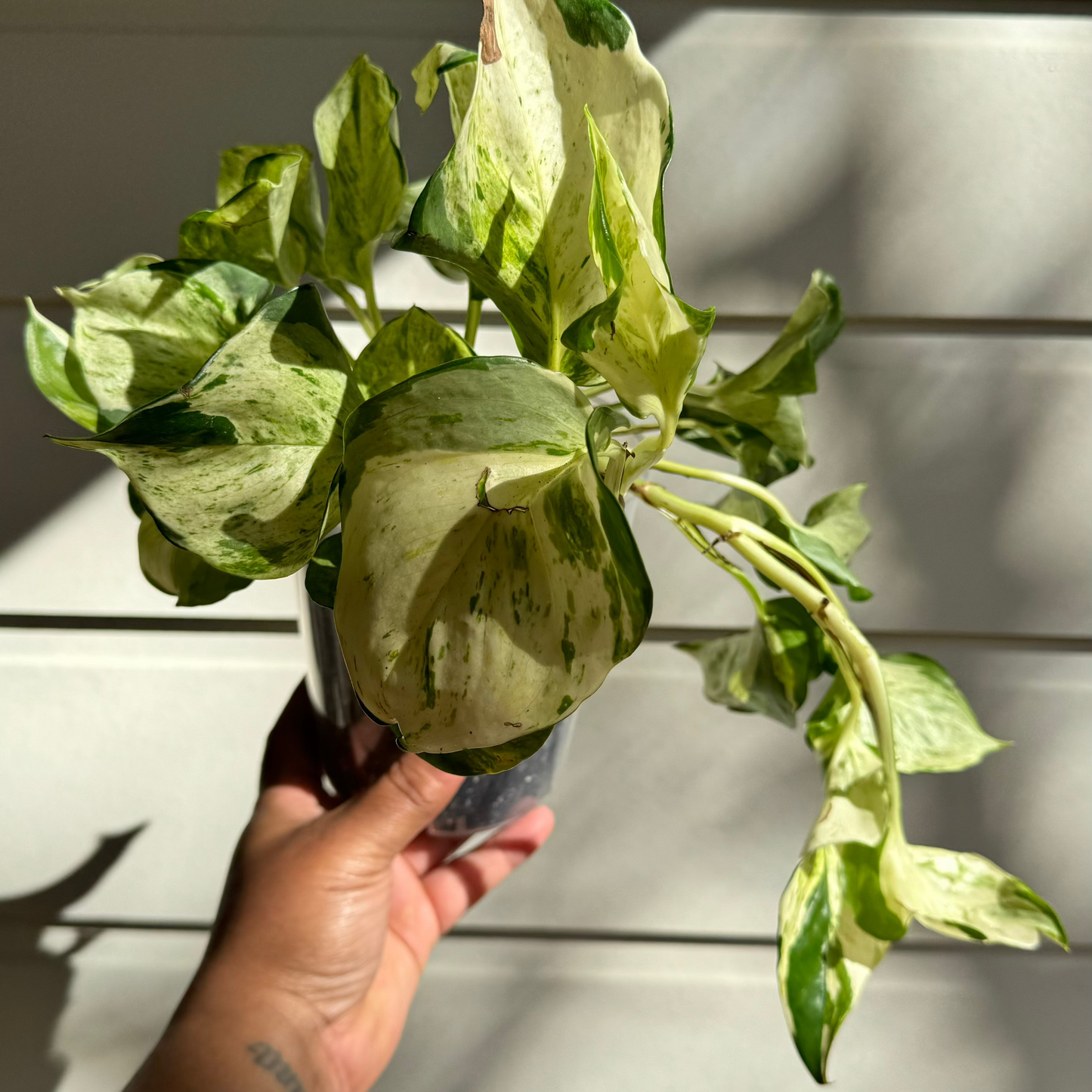 Epipremnum aureum 'Manjula'