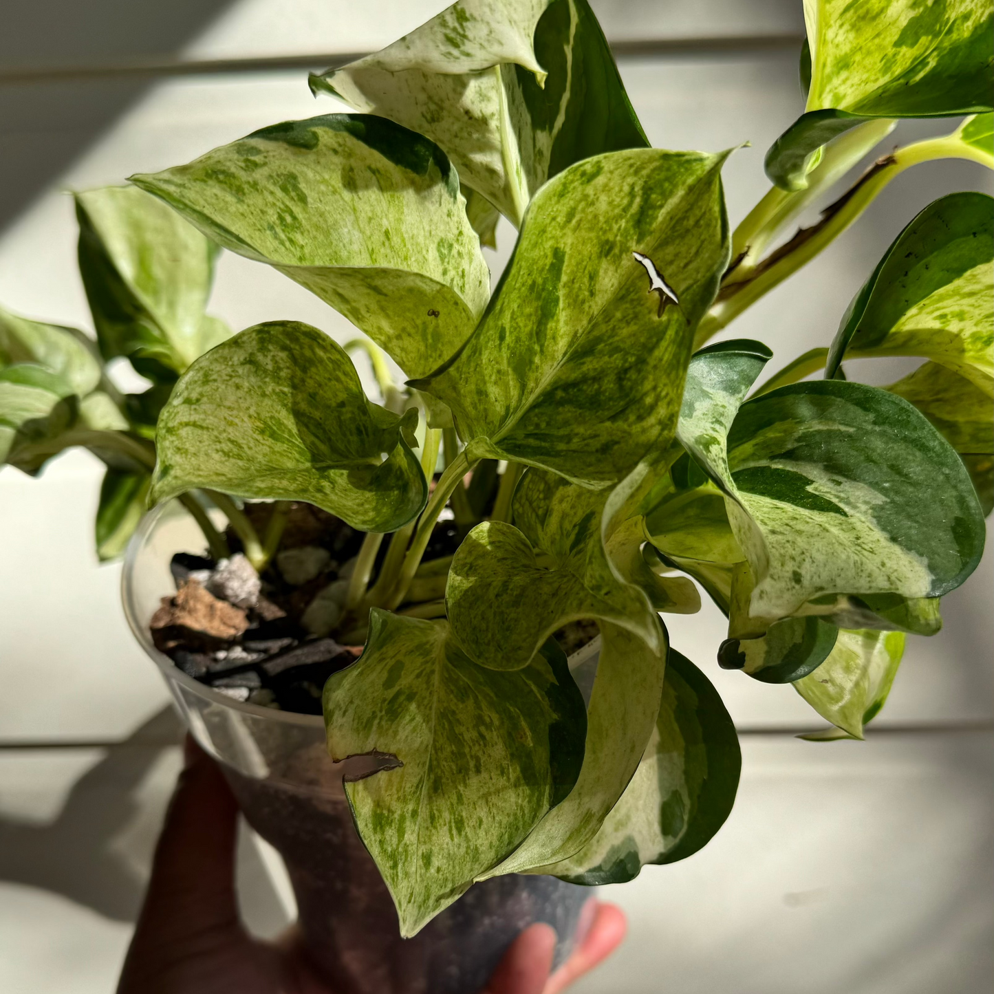 Epipremnum aureum 'Manjula'