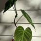 Philodendron Splendid