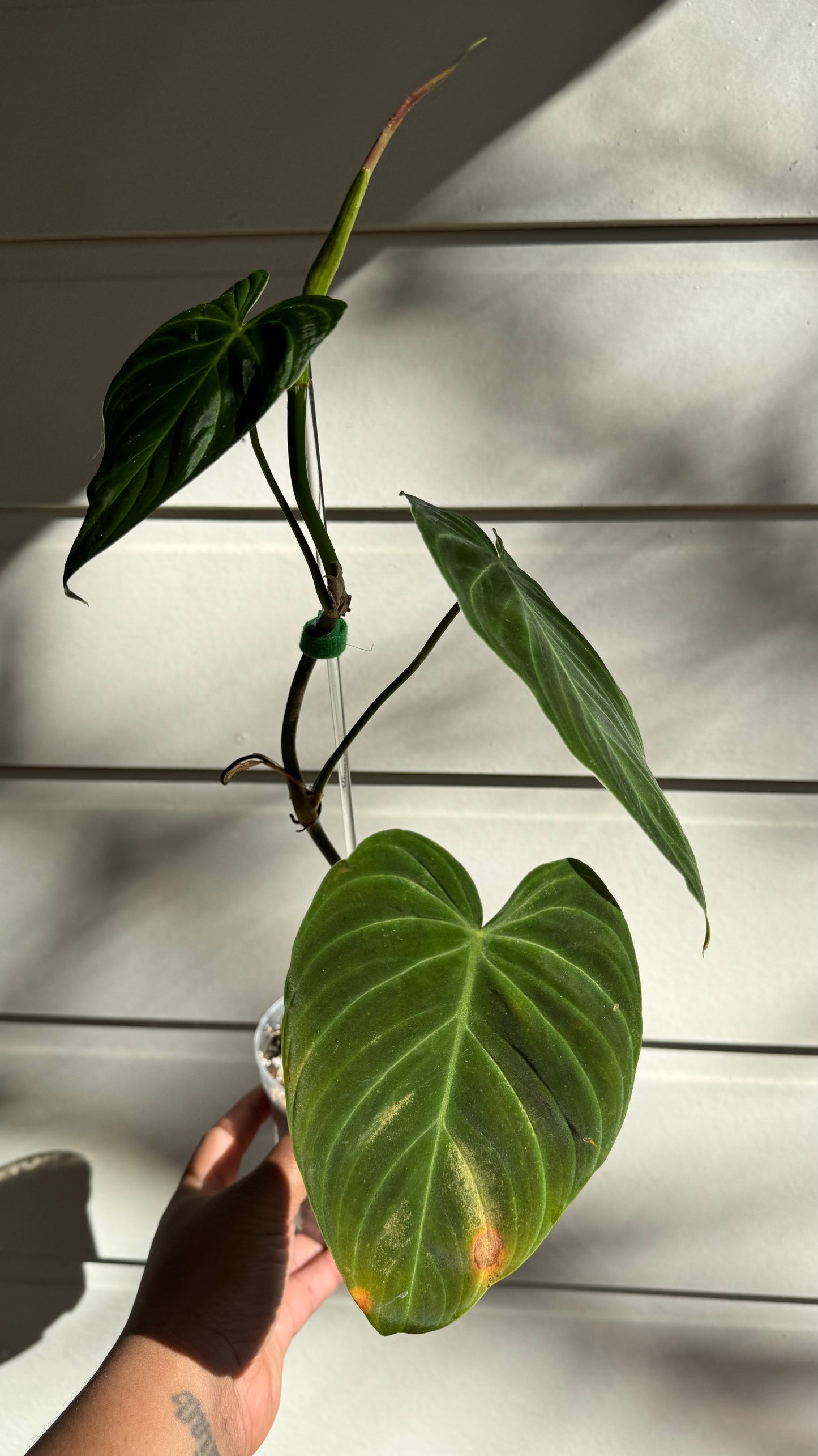 Philodendron Splendid