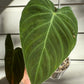 Philodendron Splendid