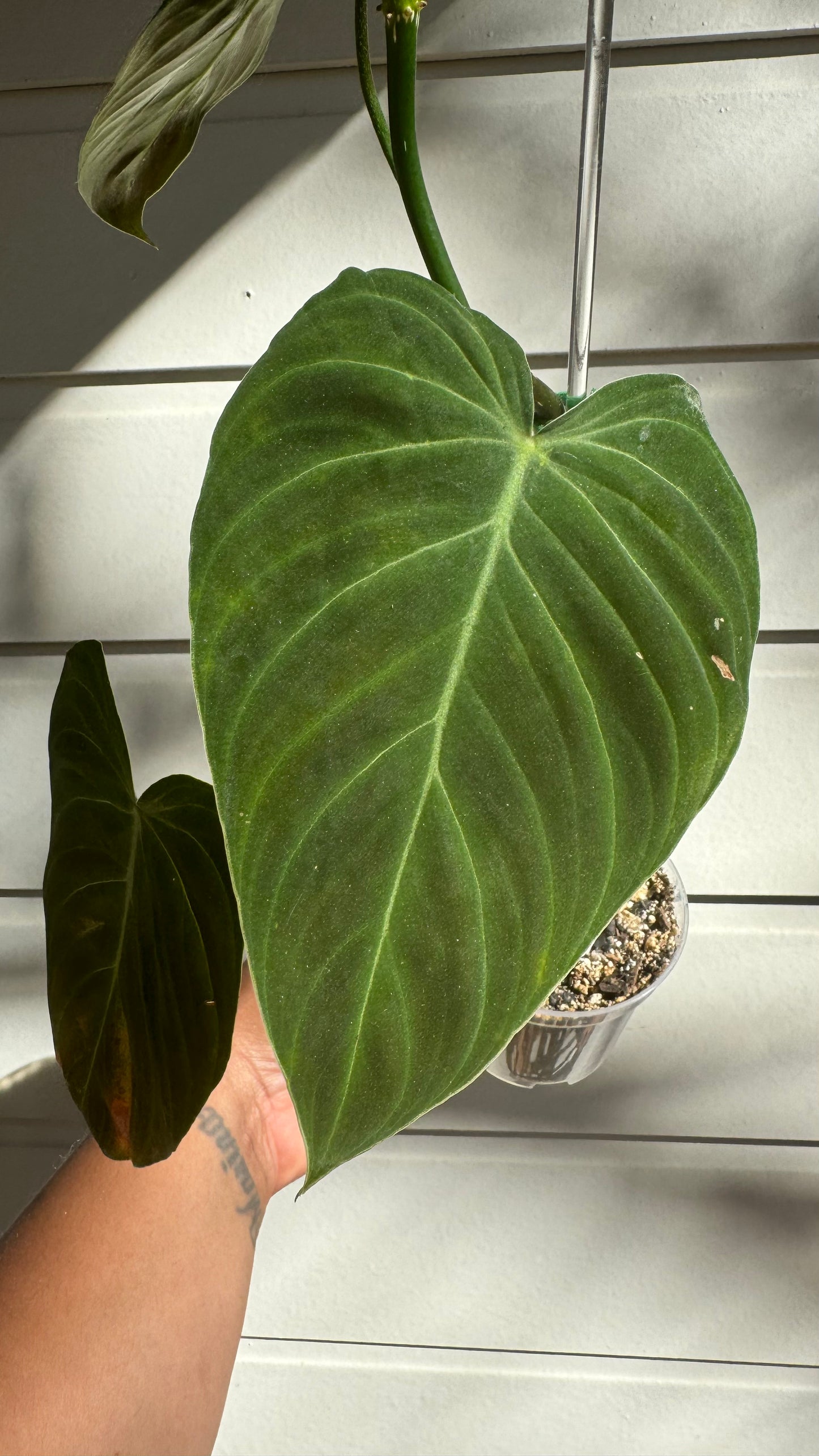 Philodendron Splendid