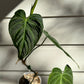 Philodendron Splendid