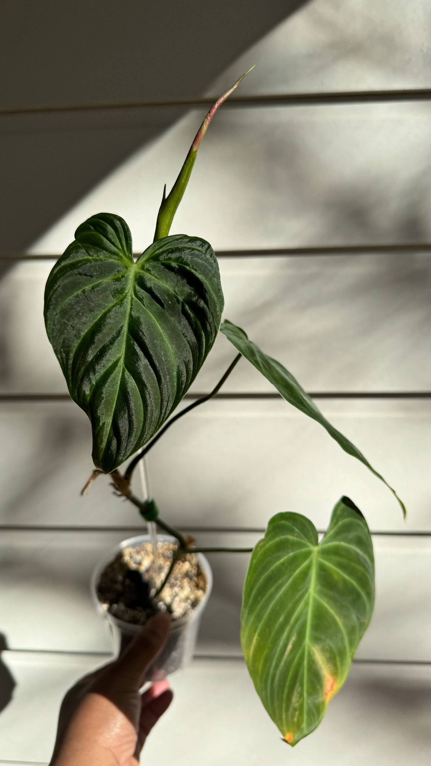 Philodendron Splendid