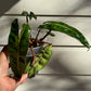 Philodendron Billietiae