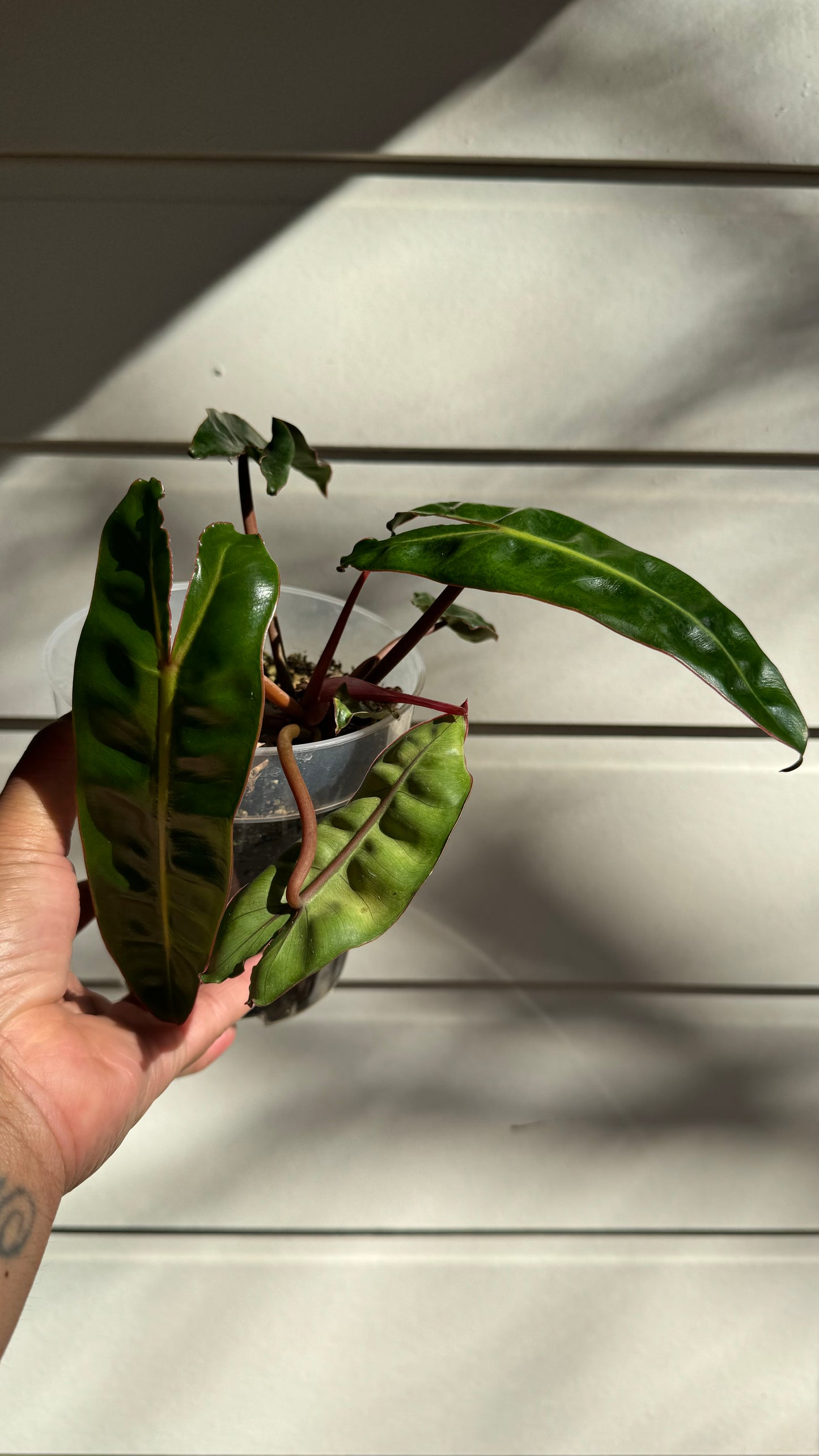 Philodendron Billietiae