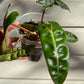 Philodendron Billietiae