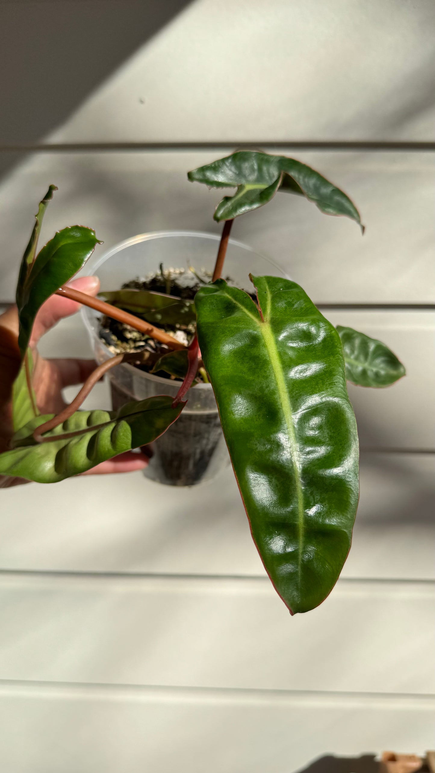 Philodendron Billietiae