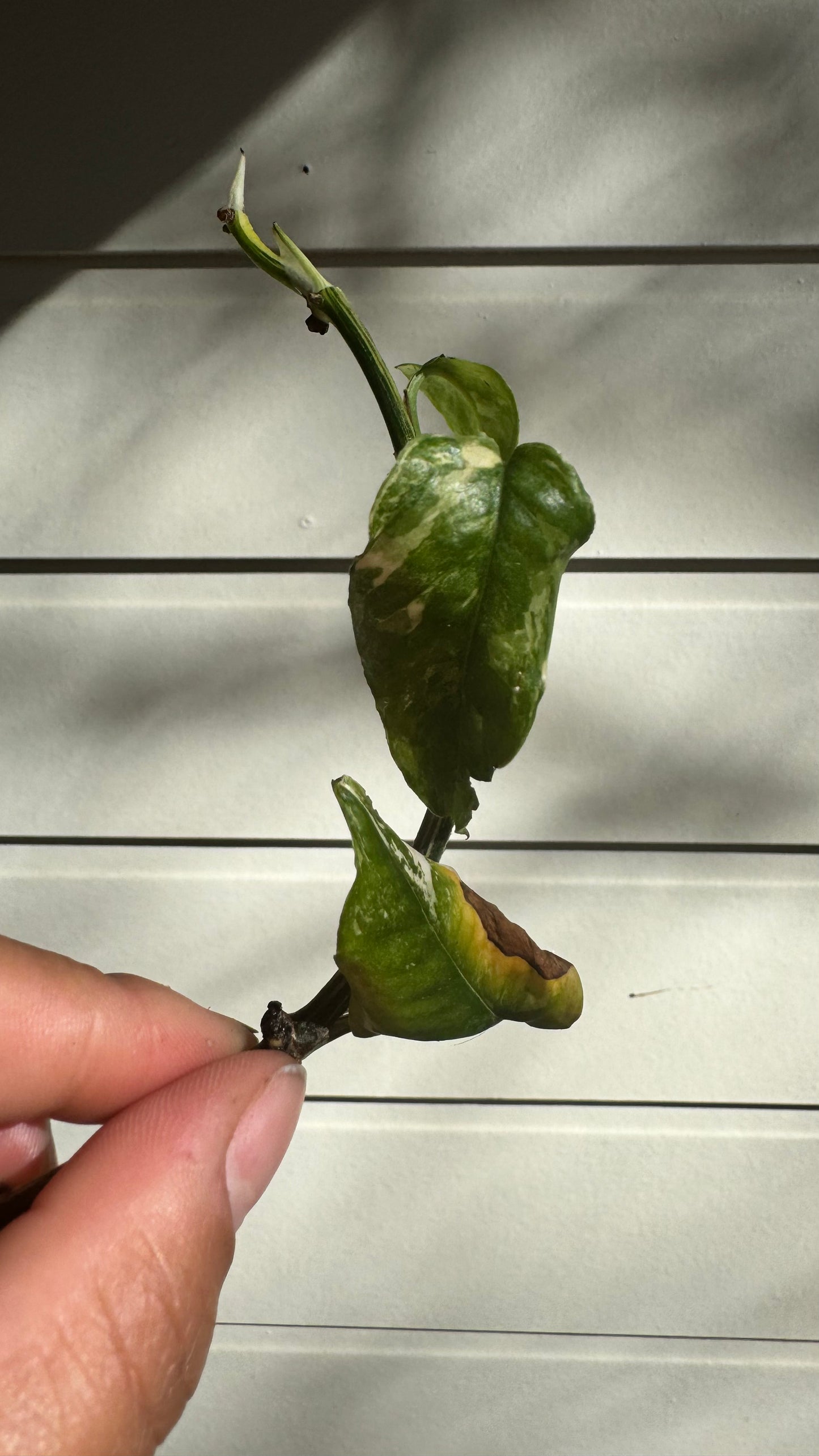 Epipremnum Pinnatum Cebu Blue 'Ghost'