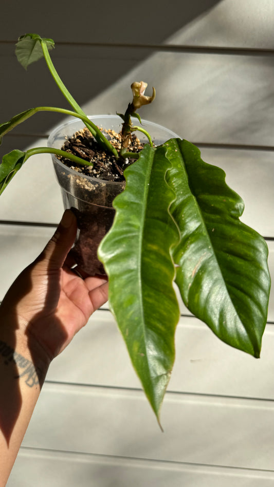 Philodendron Ring Of Fire