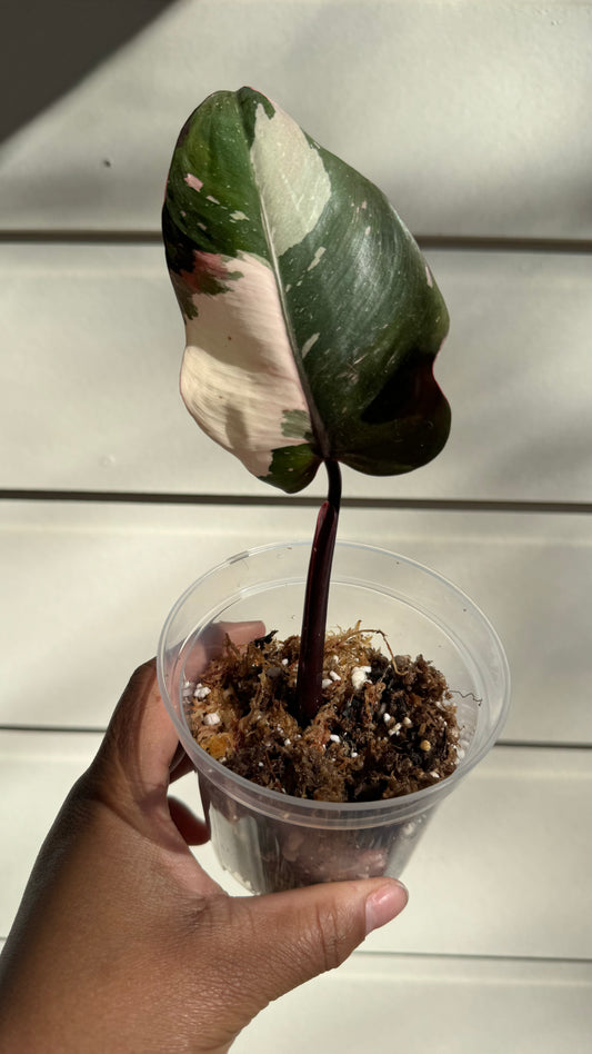 Philodendron Red Anderson - Unrooted Cutting