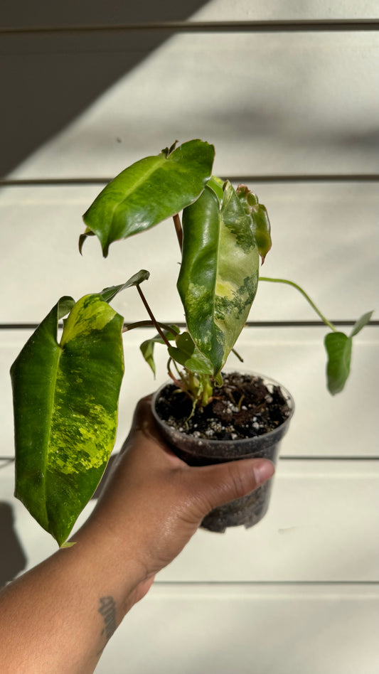 Philodendron Burle Marx Variegata