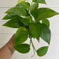 Epipremnum aureum 'Marble Queen'