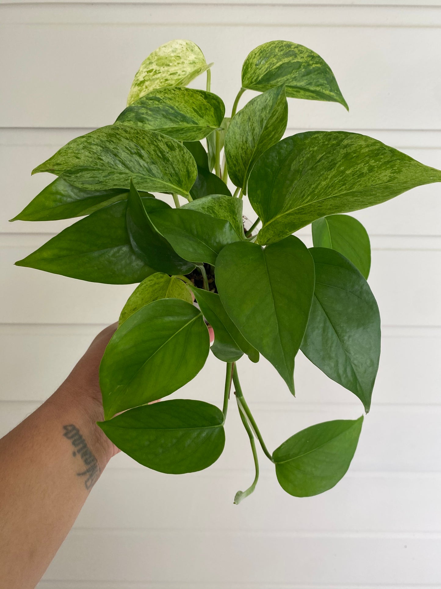 Epipremnum aureum 'Marble Queen'