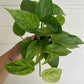 Epipremnum aureum 'Marble Queen'