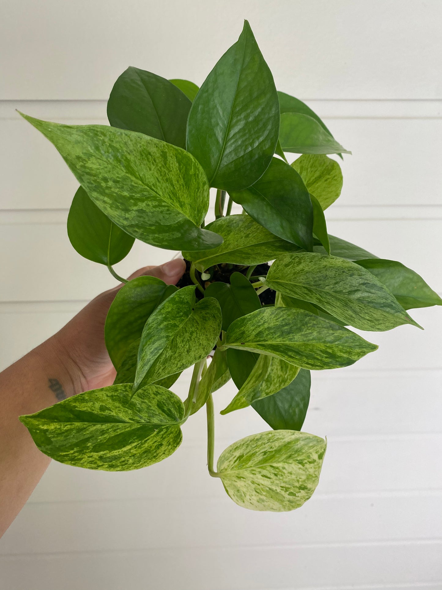 Epipremnum aureum 'Marble Queen'