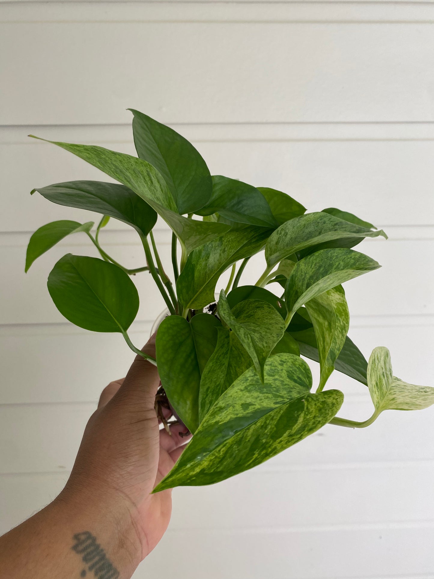 Epipremnum aureum 'Marble Queen'