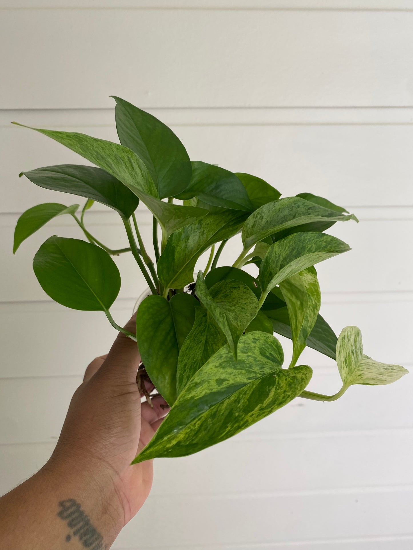 Epipremnum aureum 'Marble Queen'