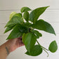 Epipremnum aureum 'Marble Queen'