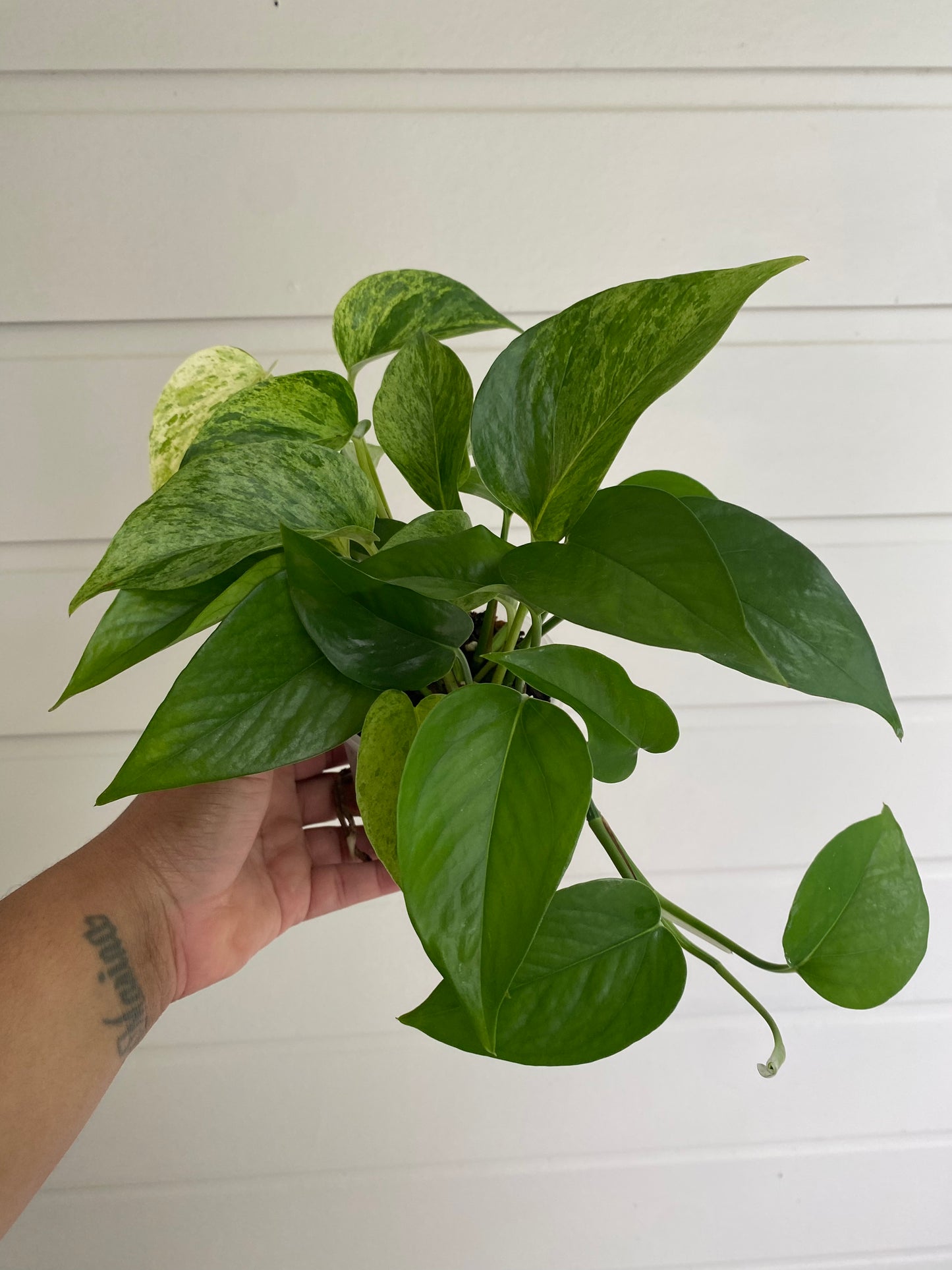 Epipremnum aureum 'Marble Queen'