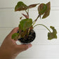 Syngonium Podophyllum Maria Allusion - A