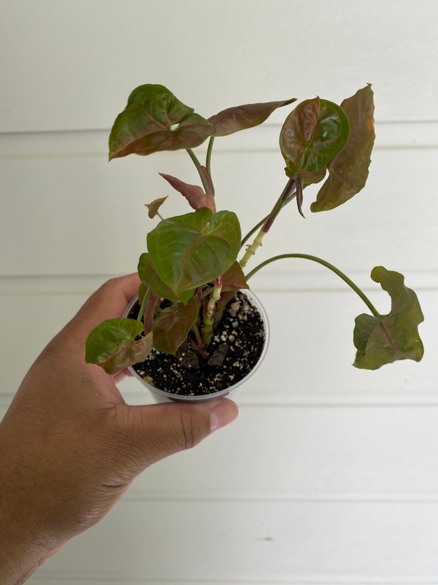 Syngonium Podophyllum Maria Allusion - A