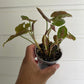 Syngonium Podophyllum Maria Allusion - A