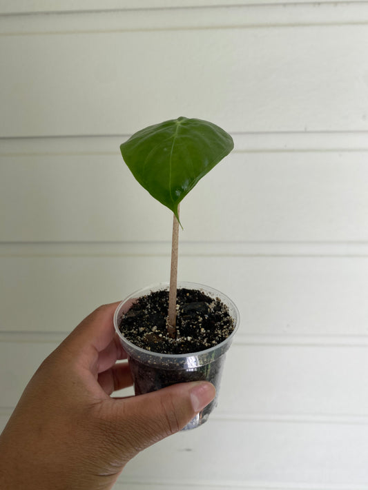 Alocasia calidora 'Pink Dragon' Starter