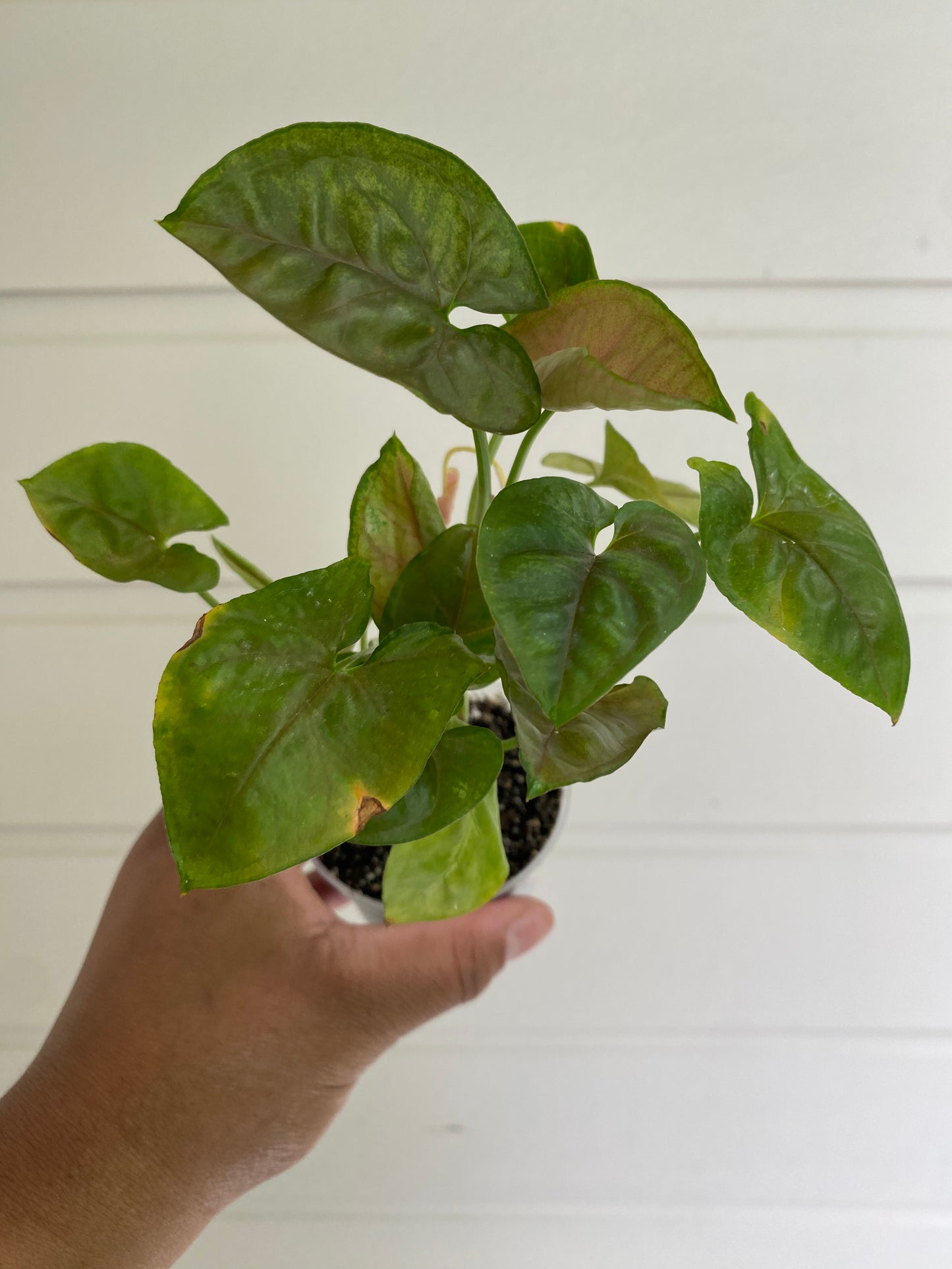 Syngonium Podophyllum Maria Allusion - B