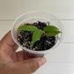 Anthurium Warocqueanum Starter