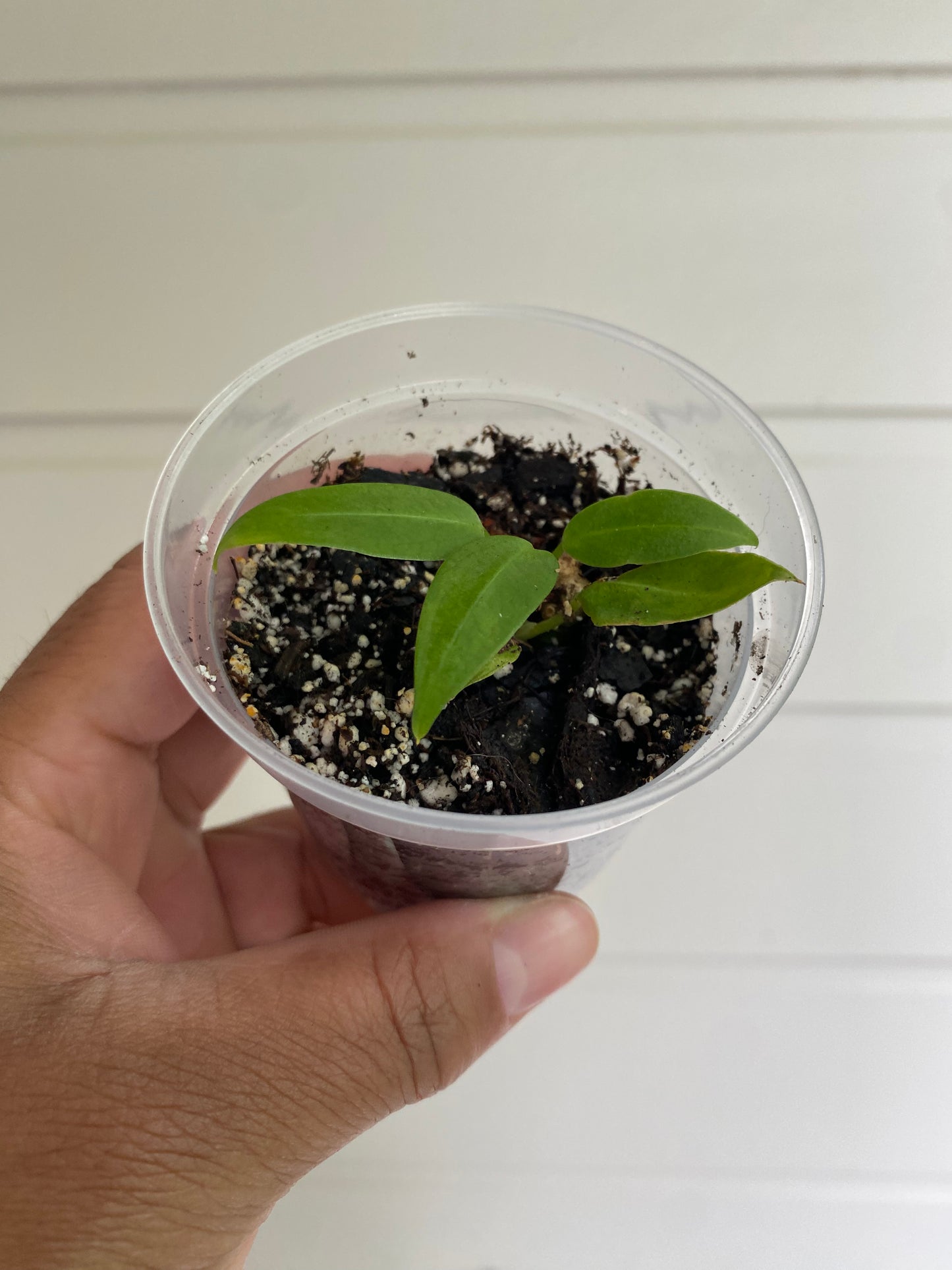 Anthurium Warocqueanum Starter