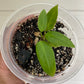 Anthurium Warocqueanum Starter