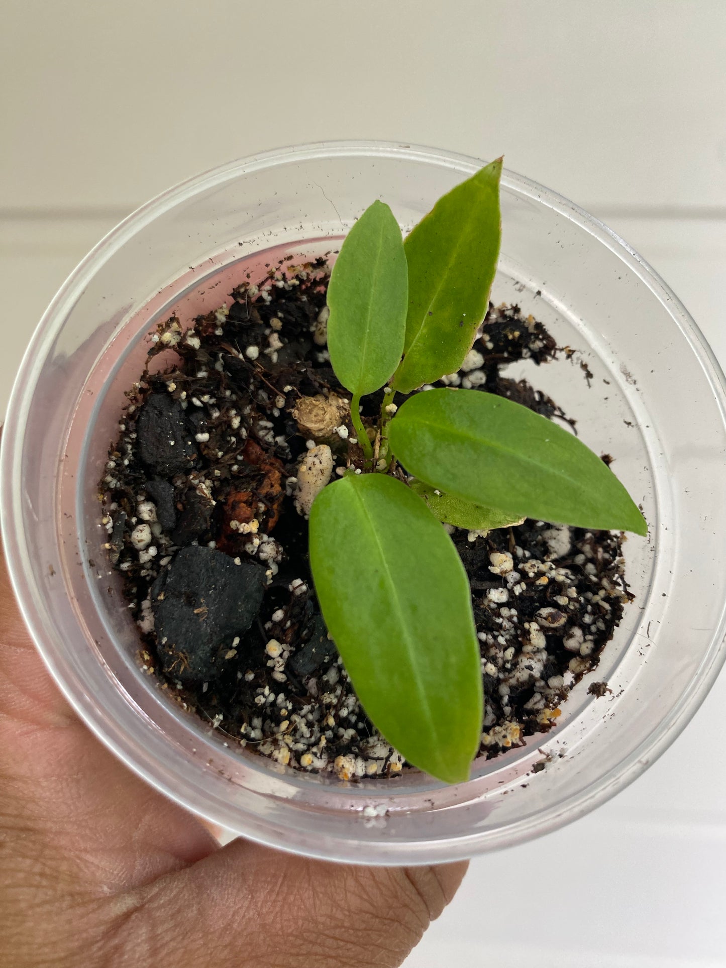 Anthurium Warocqueanum Starter