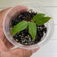 Anthurium Warocqueanum Starter