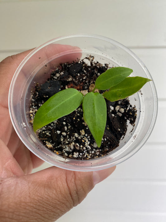 Anthurium Warocqueanum Starter