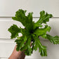 Bird's Nest Fern 'Crissie'