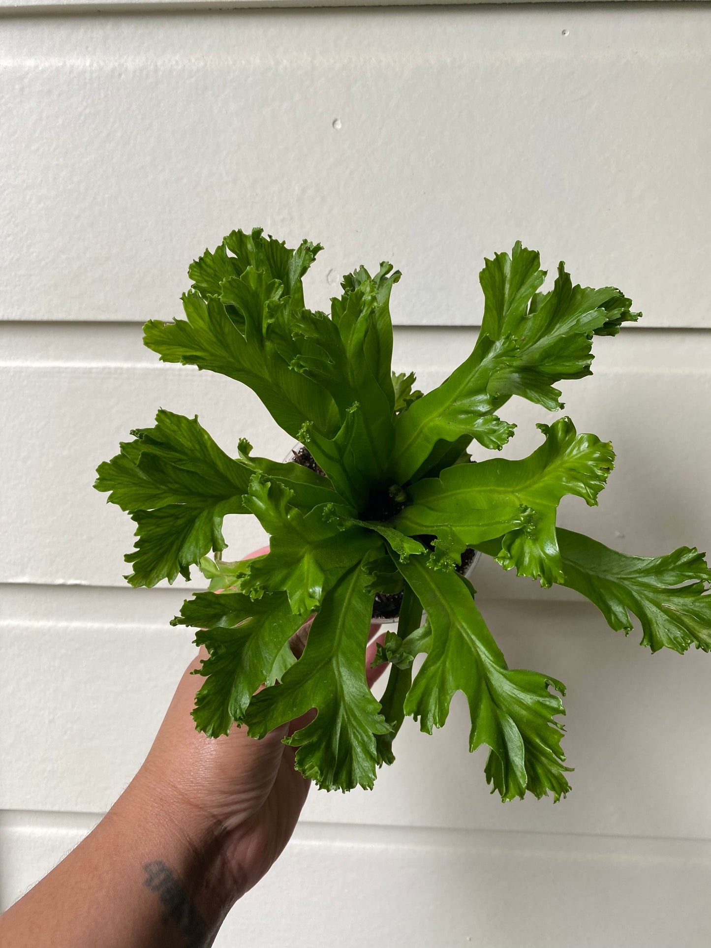 Bird's Nest Fern 'Crissie'