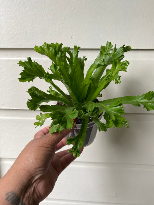 Bird's Nest Fern 'Crissie'