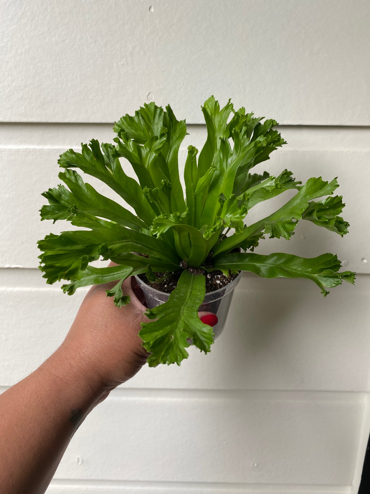 Bird's Nest Fern 'Crissie'