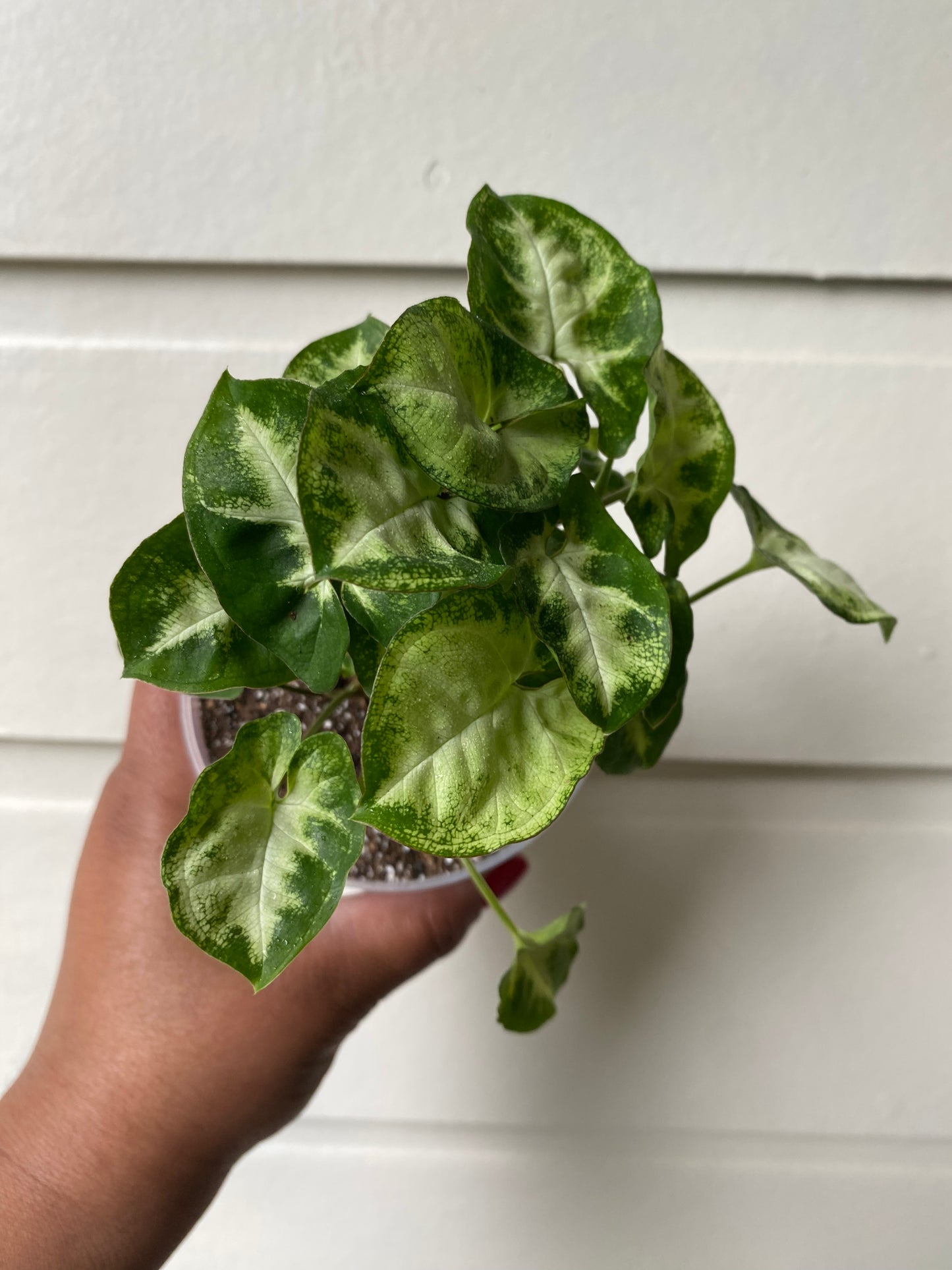 Syngonium Podophyllum 'Pixie' - B