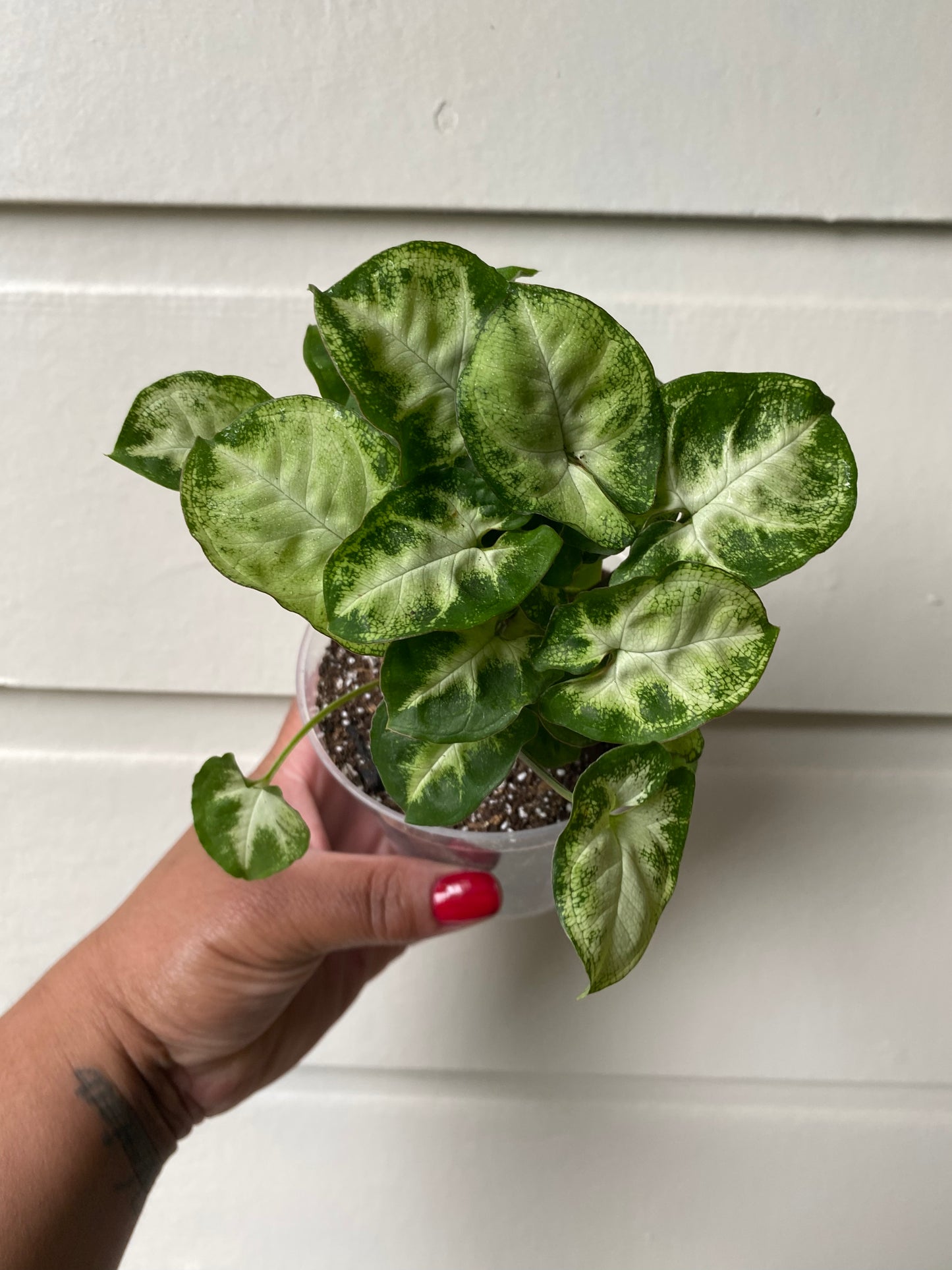 Syngonium Podophyllum 'Pixie' - B