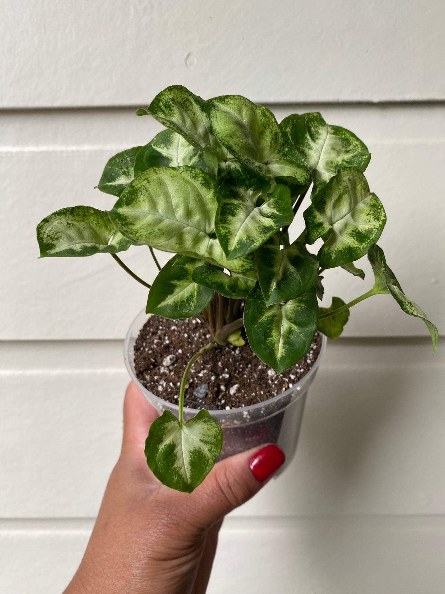 Syngonium Podophyllum 'Pixie' - B