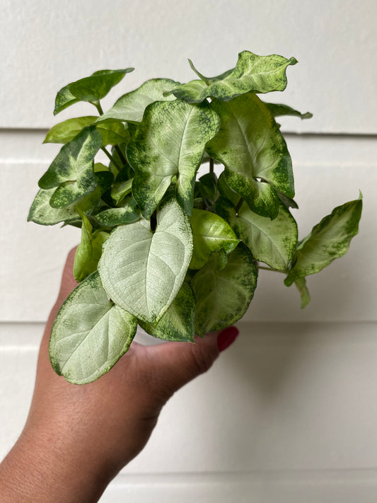 Syngonium Podophyllum 'Pixie' - A